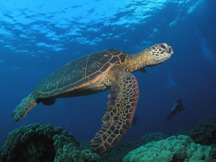Villa for 8 people, with yard and pool as well as hot tub in Hawaii