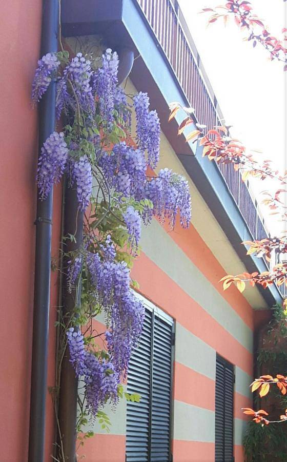 Gîte pour 2 personnes, avec Terrasse et Jardin à Maslianico - 3