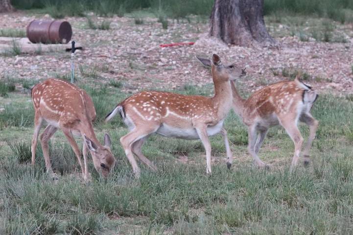 Apartamento de vacaciones para 6 personas, con vistas además de balcón y piscina en Sierra de Cazorla - 3