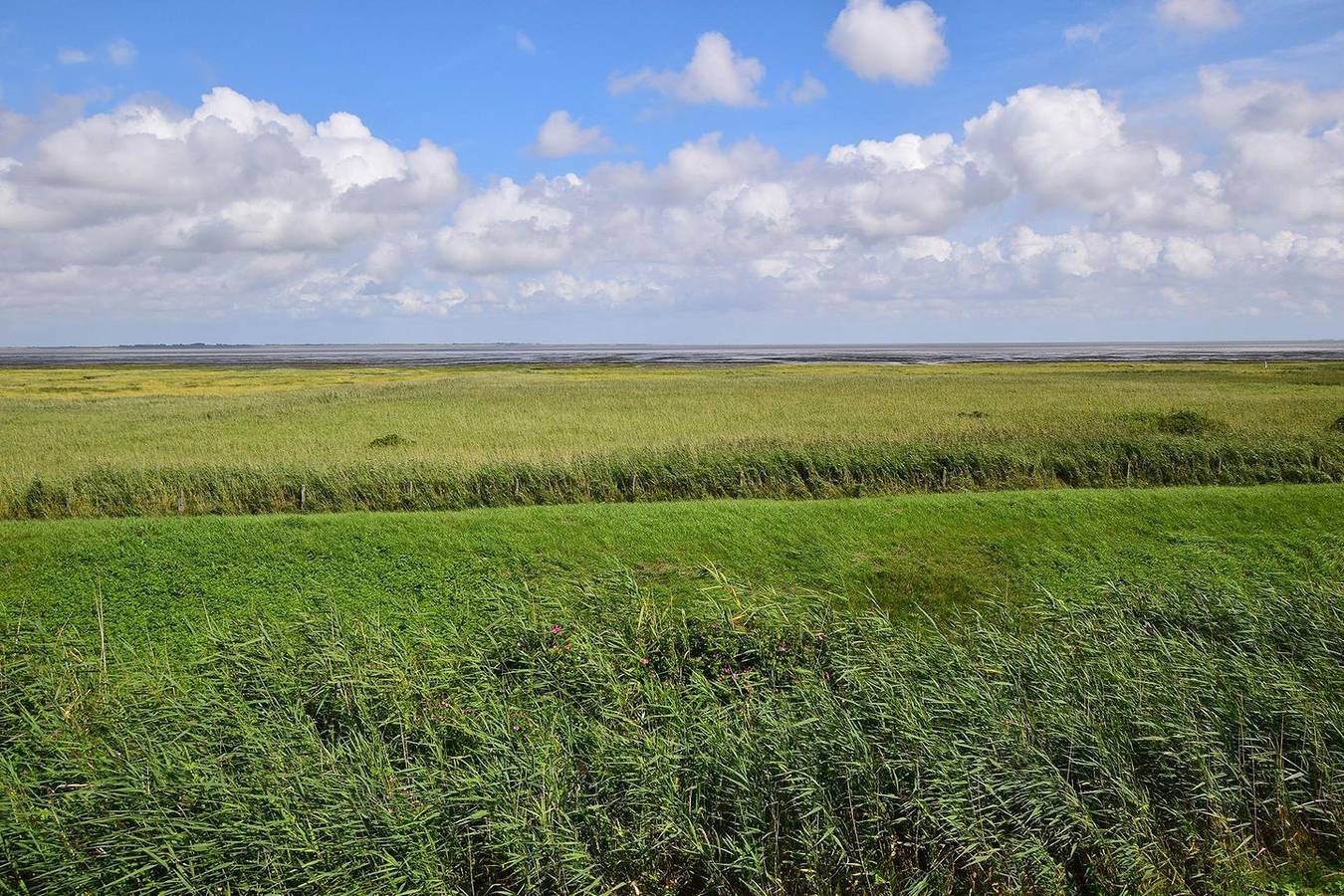 Ganze Wohnung, Hüs Thora Jaiken "App.Birthe" in Rantum, Sylt (Gemeinde)