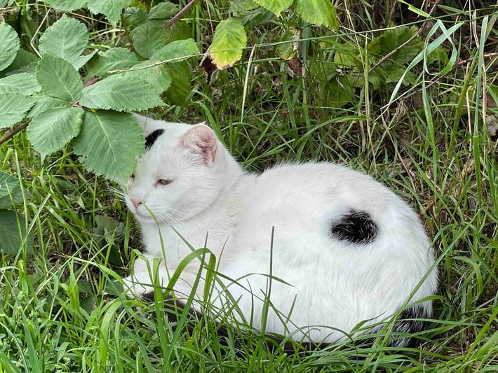 Bauernhof für 3 Personen, mit Garten in der Lüneburger Heide - 2