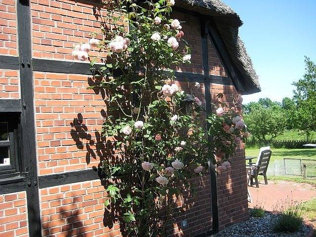 Ferienhaus für 4 Personen, mit Garten und Terrasse in Angeln Halbinsel - 4