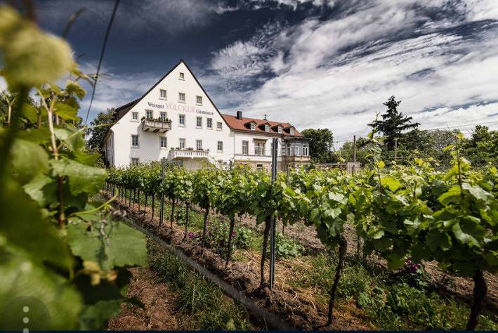 Weingut - Gästehaus Völcker in Neustadt an der Weinstraße, Pfälzer Rheinebene