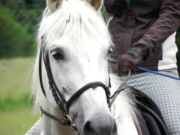 Bauernhof für 6 Personen in Flachau, Pinzgau-Pongau, Bild 2