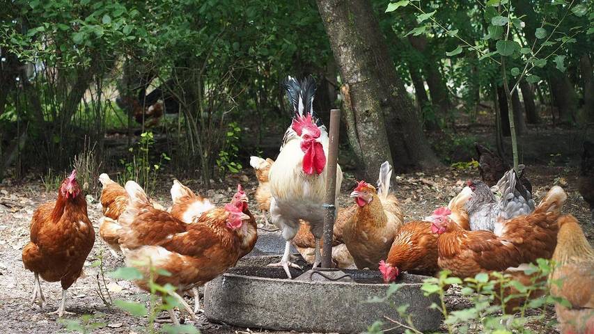 Ferienwohnung für 6 Personen, mit Garten und Terrasse, mit Haustier in Schneverdingen - 4