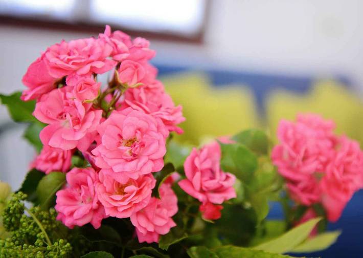 Ferienwohnung für 3 Personen, mit Garten in Poreč - 3