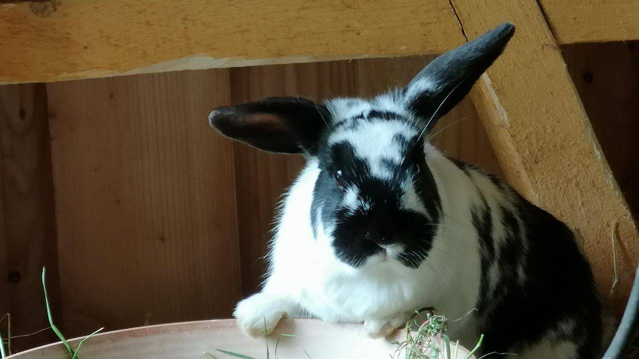 Ganze Ferienwohnung, Ferienwohnung für 8 Personen (140 m²) in Schneverdingen in Schneverdingen, Landkreis Heidekreis