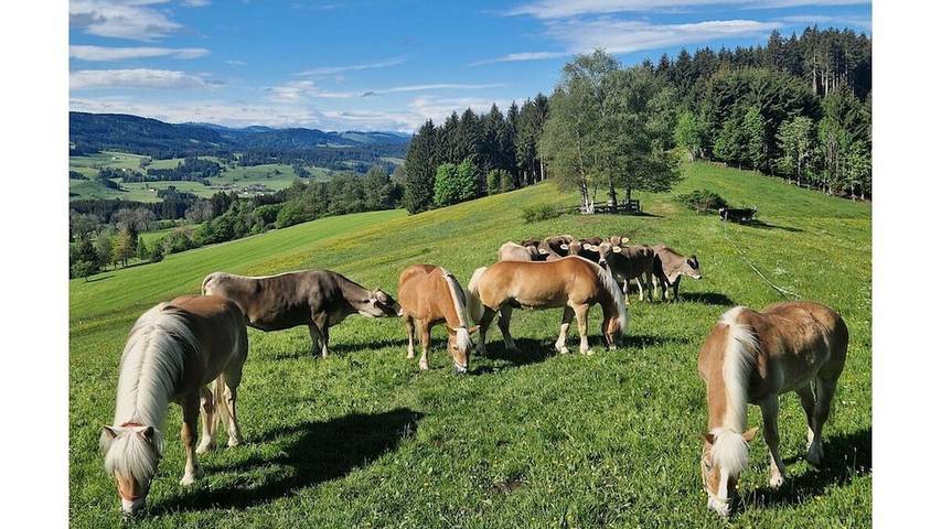 Ferienhaus für 12 Personen, mit Sauna in Weitnau - 4