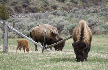 Log Cabin for 8 People in Yellowstone, Custer Gallatin National Forest, Photo 4