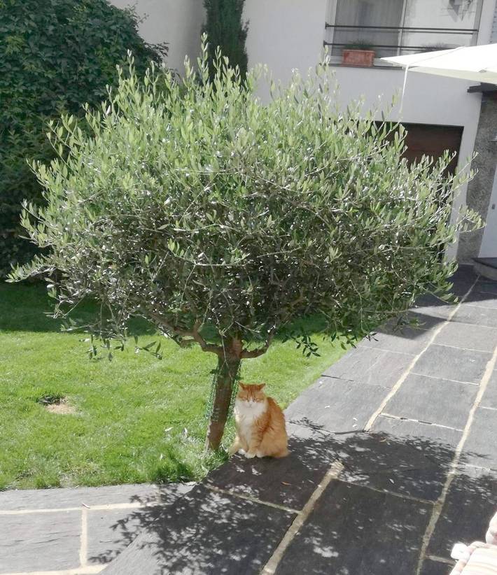 Location de vacances pour 2 personnes, avec terrasse et jardin à Latour-de-Carol - 2