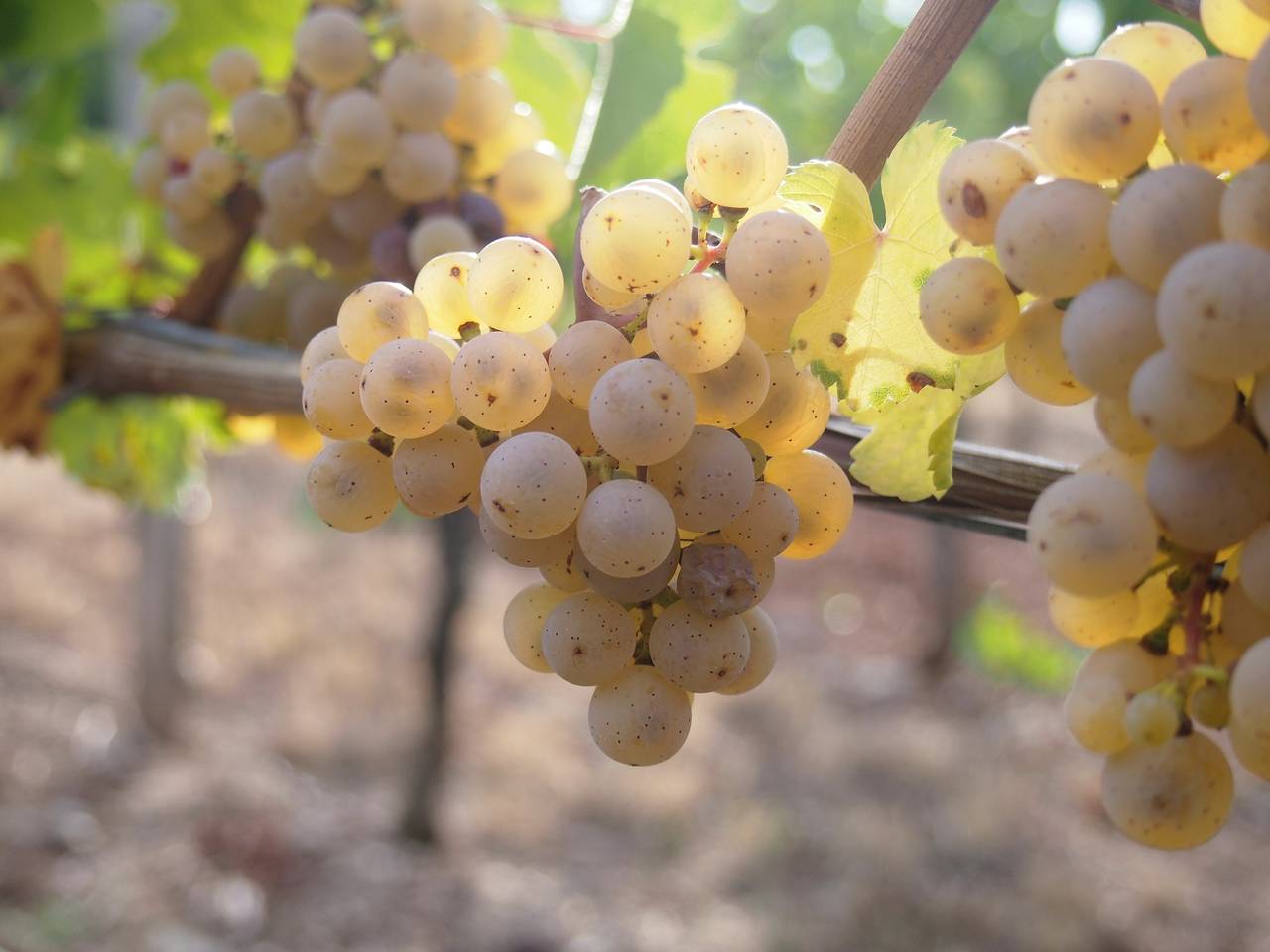 Pension Weingut Schwab - Doppelzimmer mit Wc und Dusche inkl. Frühstück in Thüngersheim, Fränkisches Weinland