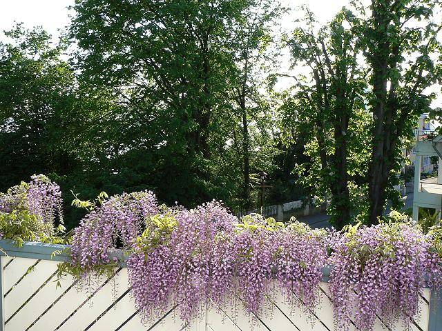 Appartement de vacances entier, Ferienwohnung Friedrichs - Ferienwohnung Friedrichs in Langenargen, Region Bodensee-Oberschwaben