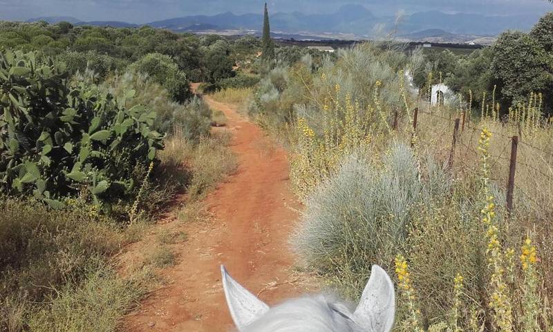 Gîte pour 2 personnes, avec piscine ainsi que jardin et vue à Arcos de la Frontera - 3