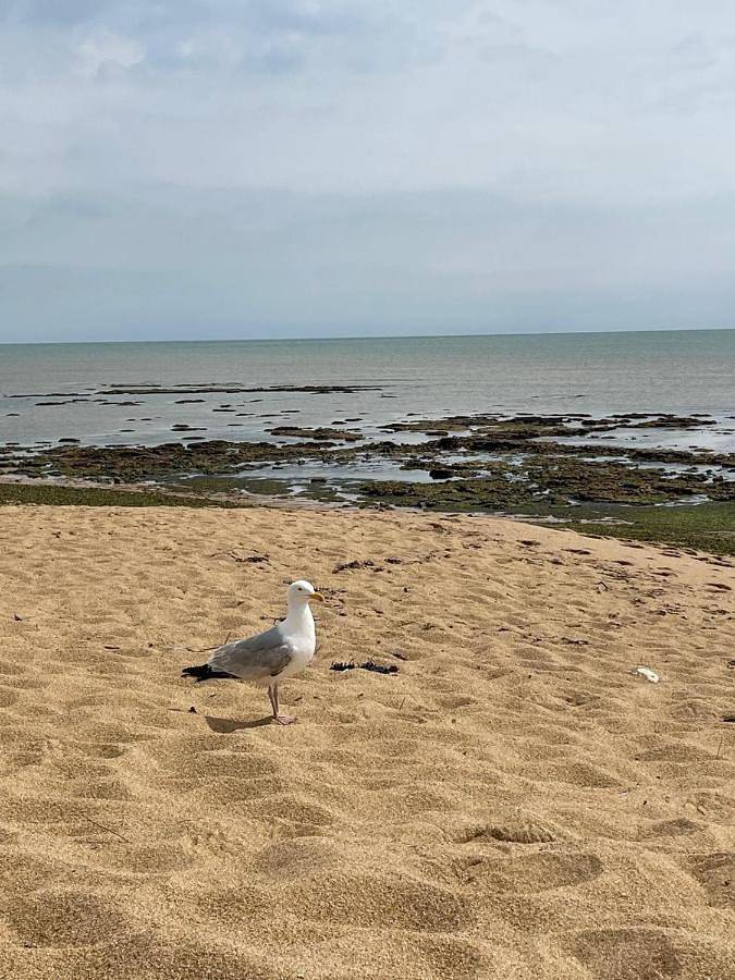 Location de vacances pour 3 personnes, avec terrasse, animaux acceptés dans Port de la Cotinière - 3