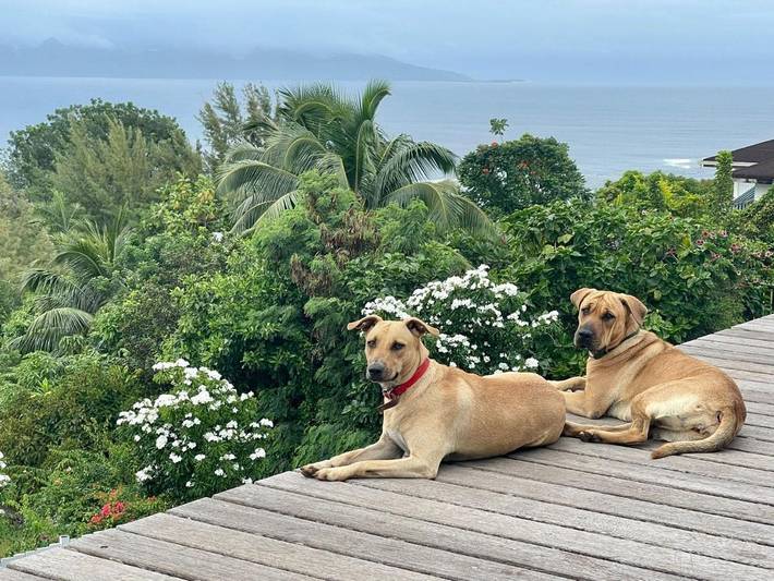 Location de vacances pour 2 personnes, avec piscine ainsi que jardin et vue dans Punaauia - 2
