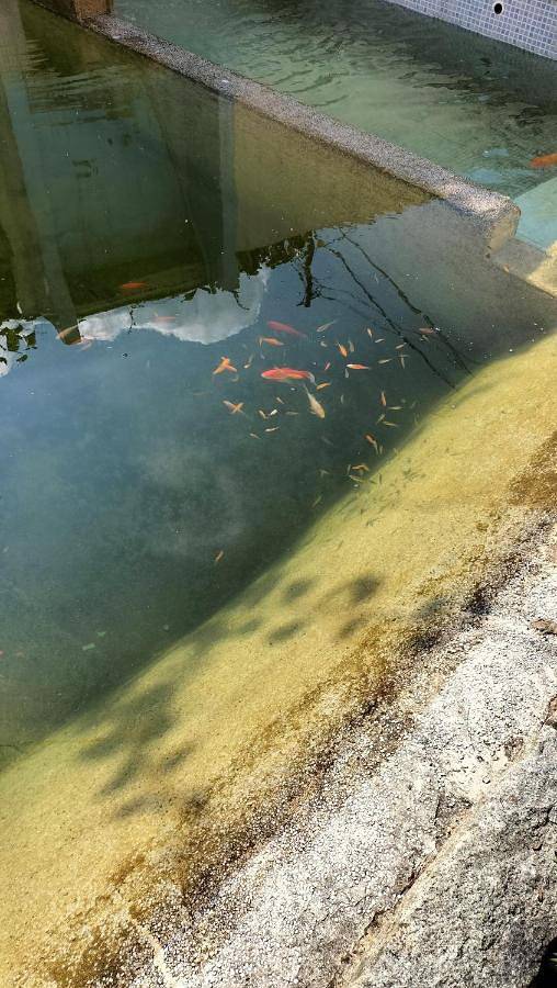 Location de vacances pour 5 personnes, avec jardin et vue ainsi que piscine et vue sur le lac, animaux acceptés dans Oliveira de Azeméis - 2