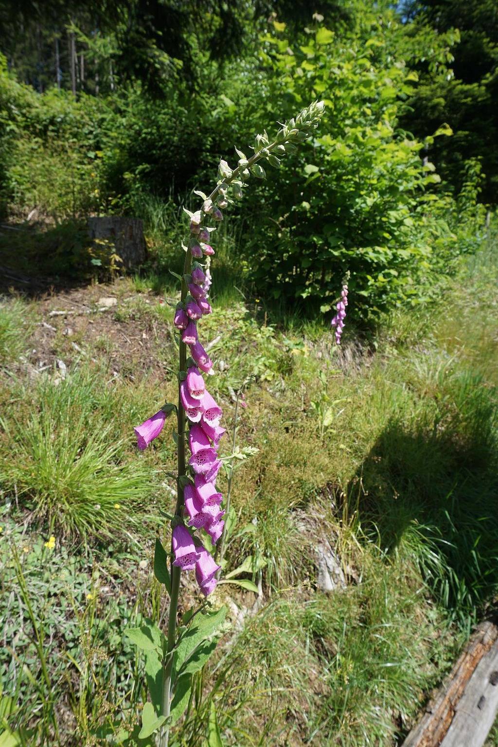 s'Heisl em Woid - 1 x Fewo 60 qm, foto 15