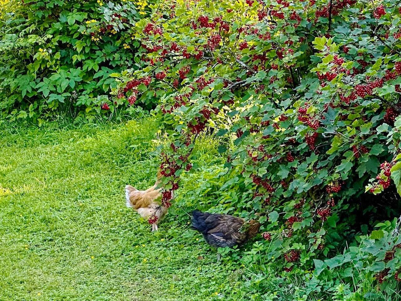 4 sterren vakantie huis in östhammar in Östhammar, Uppsala