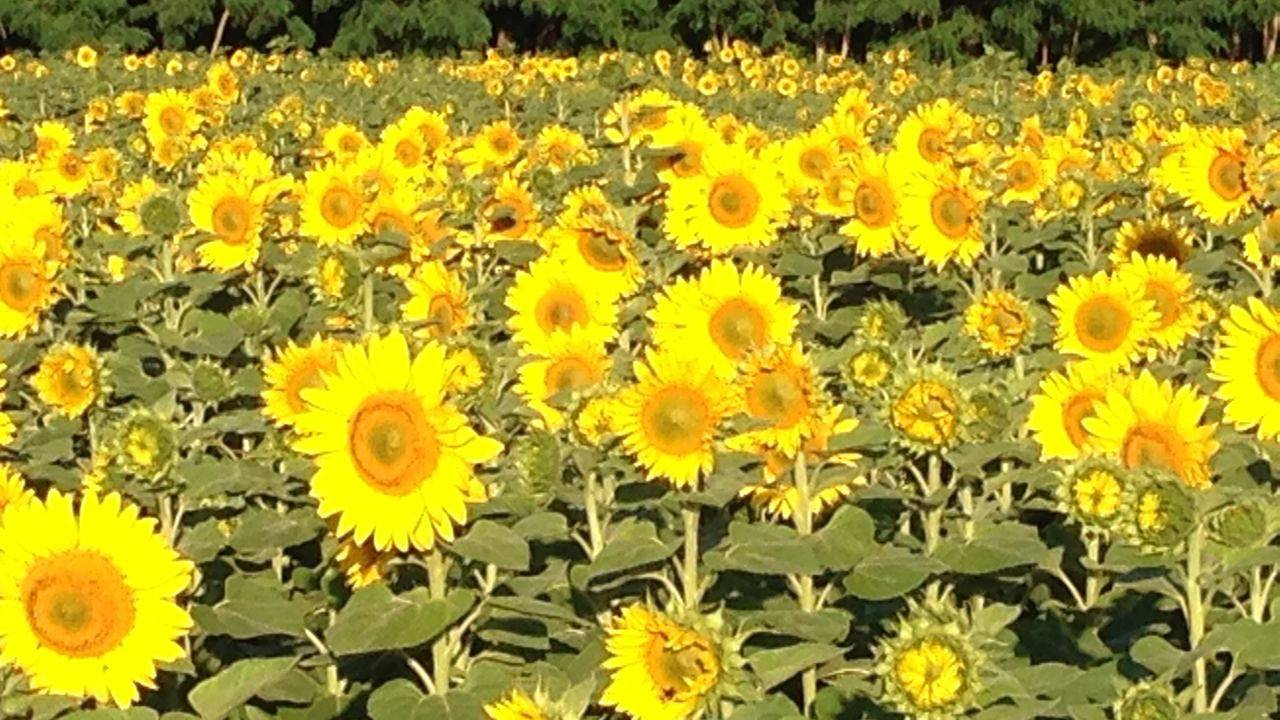 Apartament Wakacyjny dla 2 osoby w Burg (Spreewald), Chociebuż i okolica