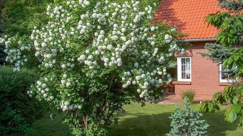 Ferienhaus für 6 Personen, mit Balkon und Terrasse sowie Garten in Göhren-Lebbin - 4