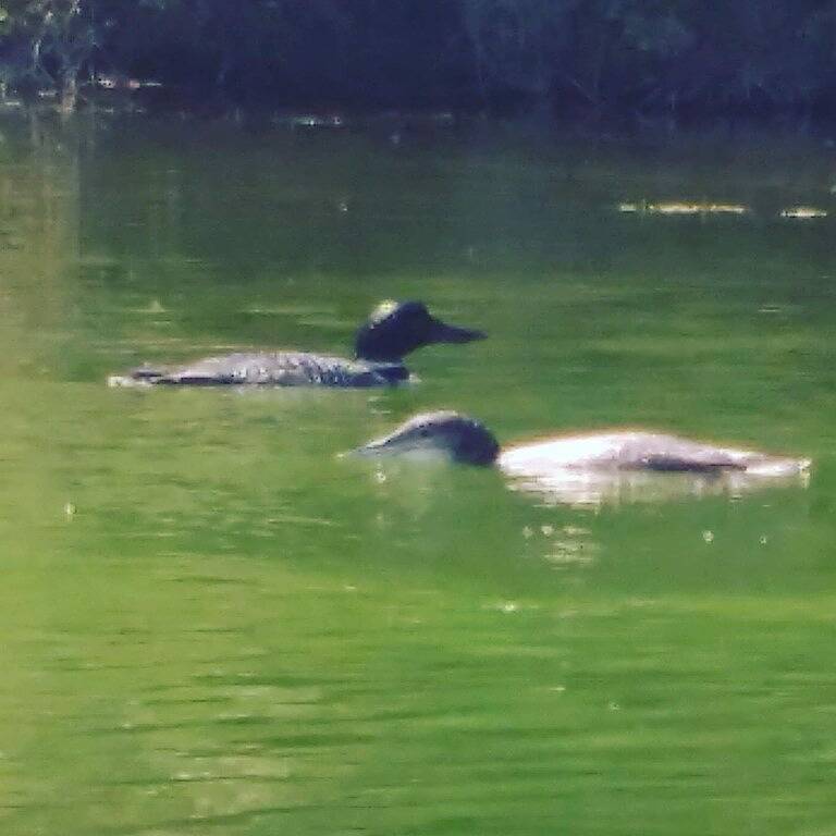 Ihr Authentisches Seehaus Erwartet Sie :) in Kootenay-Nationalpark