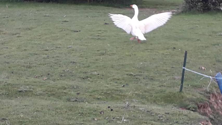 Chambre d’hôte pour 2 personnes, avec jardin ainsi que terrasse et piscine en Ille-et-Vilaine - 3