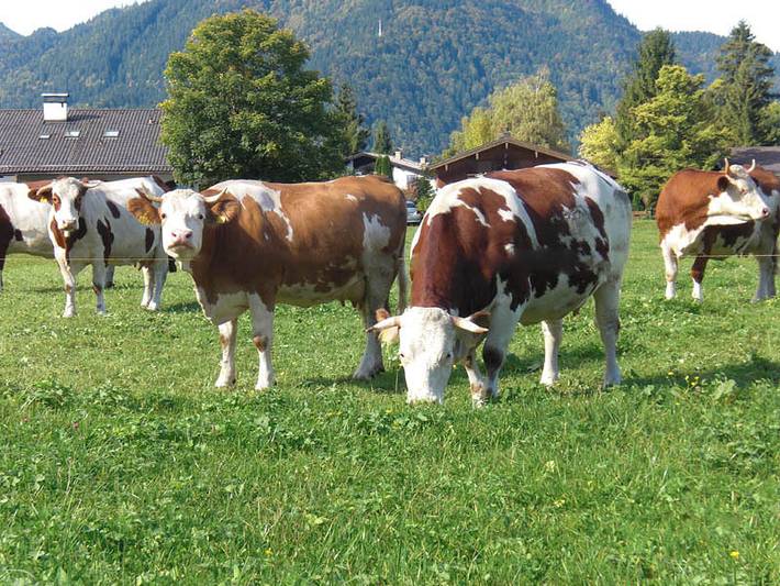 Familienbauernhof Berghammer - Ropfer Hof - Ferienwohnung 1 in Sonnenmoos, Rottach-Egern