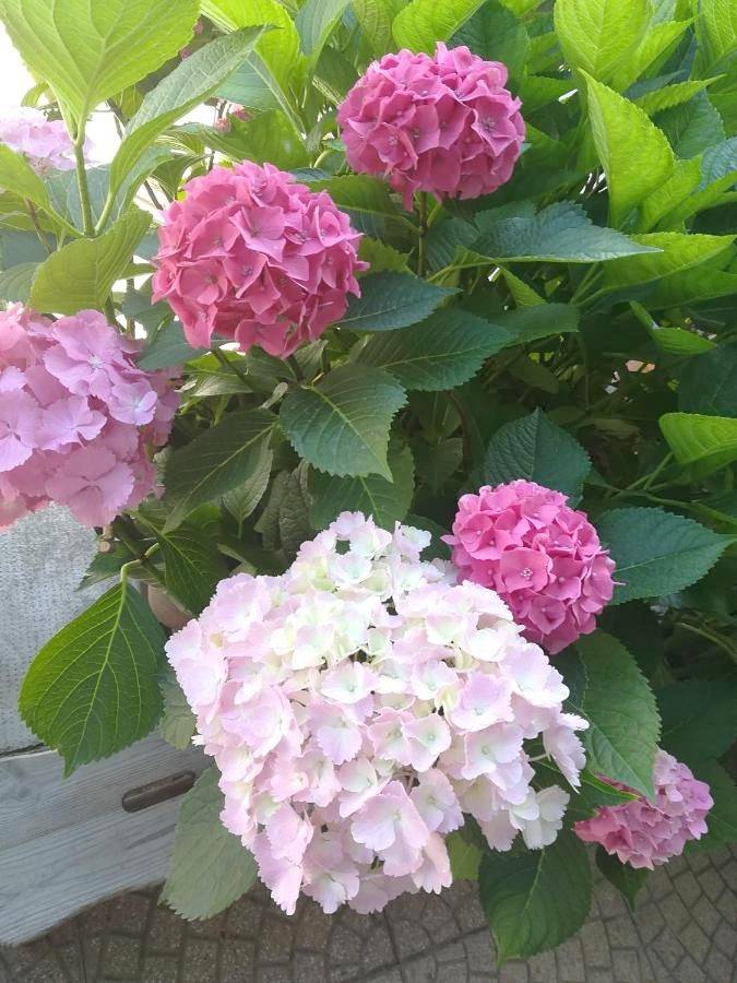 Location de vacances pour 3 personnes, avec jardin et vue, animaux acceptés à Chieri - 3