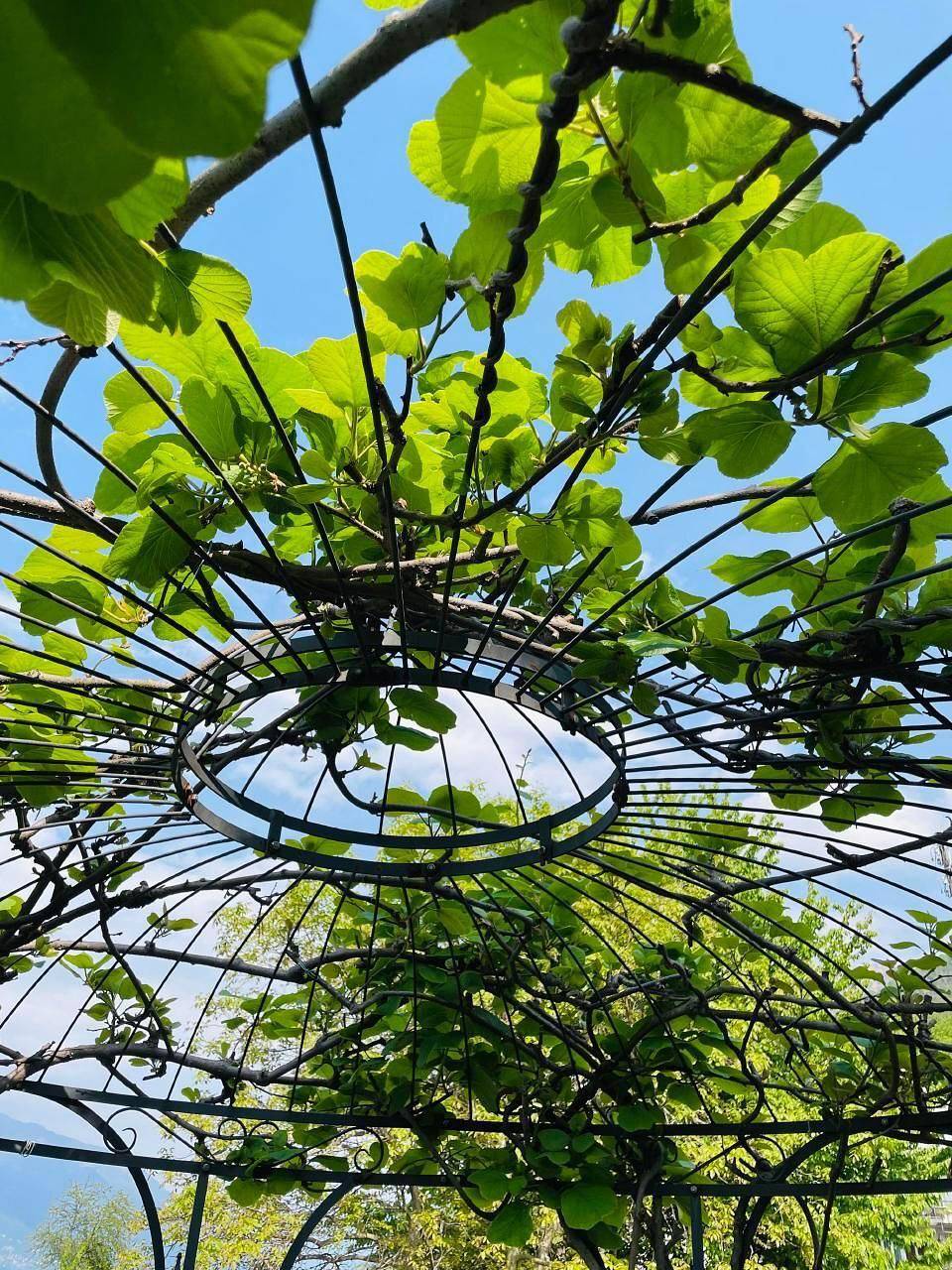 Ganze Ferienwohnung, Ferienwohnung "Casa Ritz" mit Garten in Gambarogno, Lago Maggiore (Schweiz)