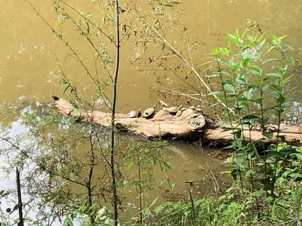 Beautiful Longhorn Lodge at Lake Texoma! in Lake Texoma