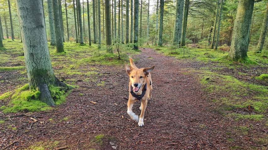 Ferienhaus für 9 Personen, mit Terrasse in Aalbæk - 3
