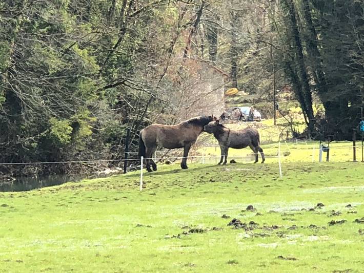 Finca für 10 Personen, mit Garten in den Vogesen - 4