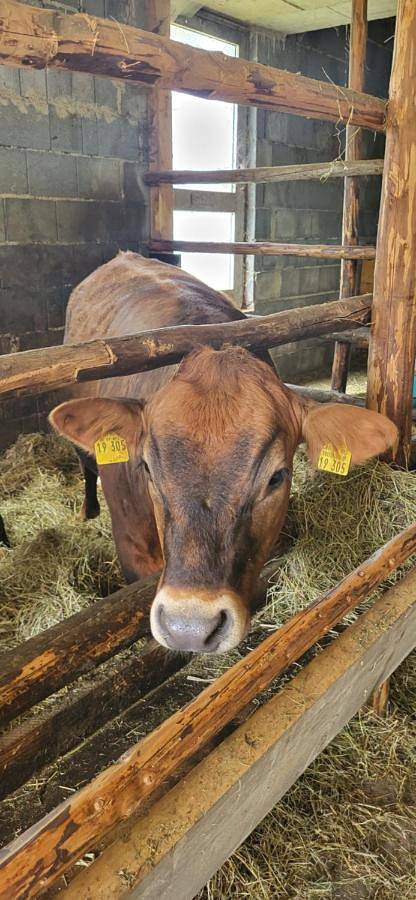 Ferienhaus für 11 Personen, mit Garten und Ausblick sowie Sauna in Missen-Wilhams - 2