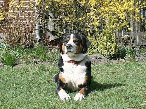Ferienhaus für 5 Personen, mit Garten und Ausblick in Wietzendorf - 3