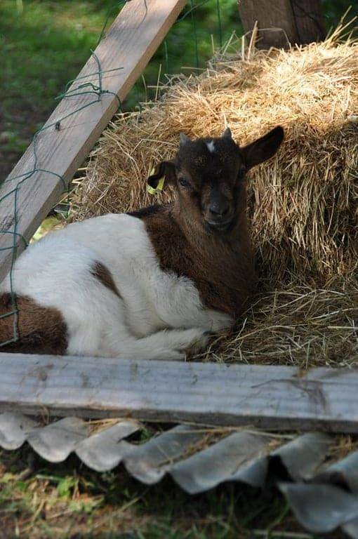 Location de vacances pour 2 personnes, avec terrasse ainsi que jardin et jacuzzi à Saint-Jean-les-Deux-Jumeaux - 3