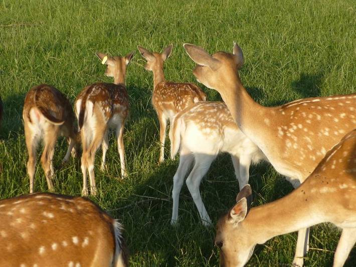 Bauernhof für 4 Personen, mit Garten und Balkon im Fichtelgebirge - 2