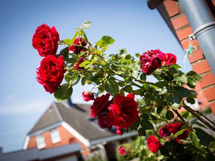 Ferienhaus für 3 Personen, mit Terrasse - 1