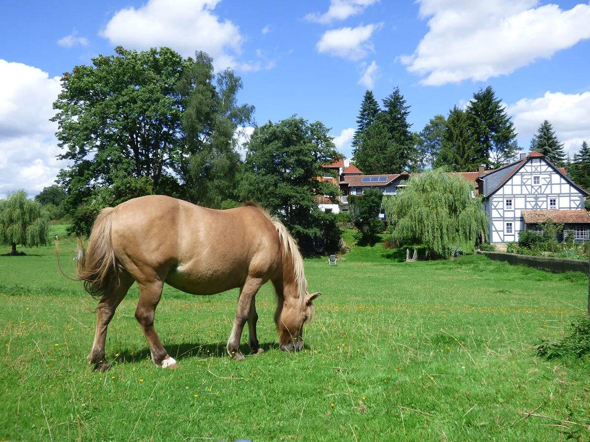 Märchen-Kinderbauernhof Ponyhof Kassel-Edersee-Berge - Ferienhaus Frau Holle in Naumburg, Hessisches Bergland