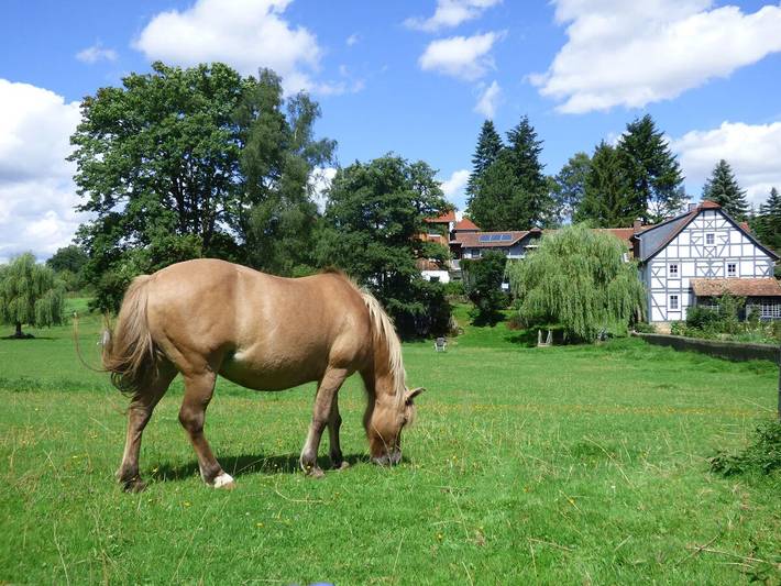 Märchen-Kinderbauernhof Ponyhof Kassel-Edersee-Berge - Ferienhaus Frau Holle in Naumburg (Hessen), Landkreis Kassel