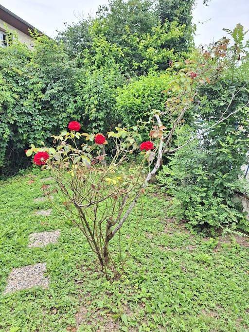 Double Room with Garden View in Saint-Geniès-Bellevue, Toulouse et ses environs