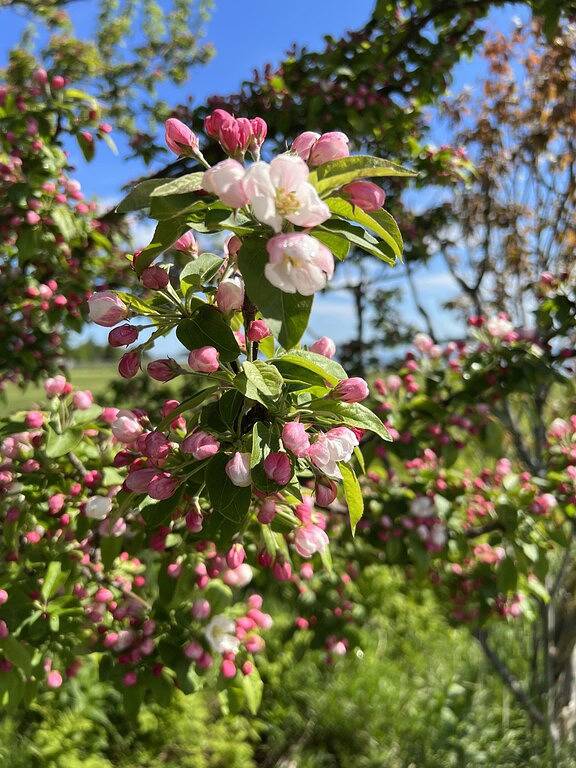 Cozy cottage, steps from the beach. in Washington County (Maine)
