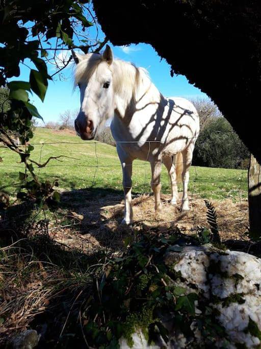 Location de vacances pour 12 personnes, avec jardin ainsi que terrasse et jacuzzi dans Saint-Salvy-de-la-Balme - 2
