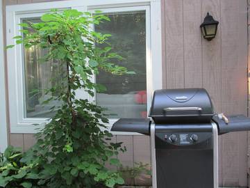 Cabin for 6 Guests in New Hampshire, USA, Picture 1