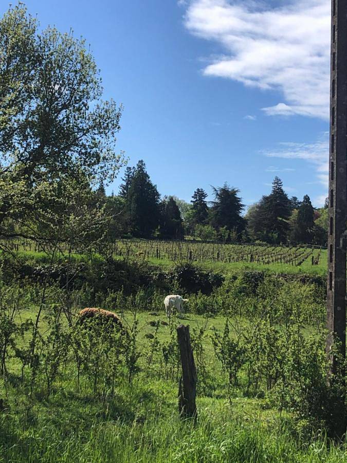 Location de vacances pour 4 personnes, avec vue et jardin à Amboise - 2