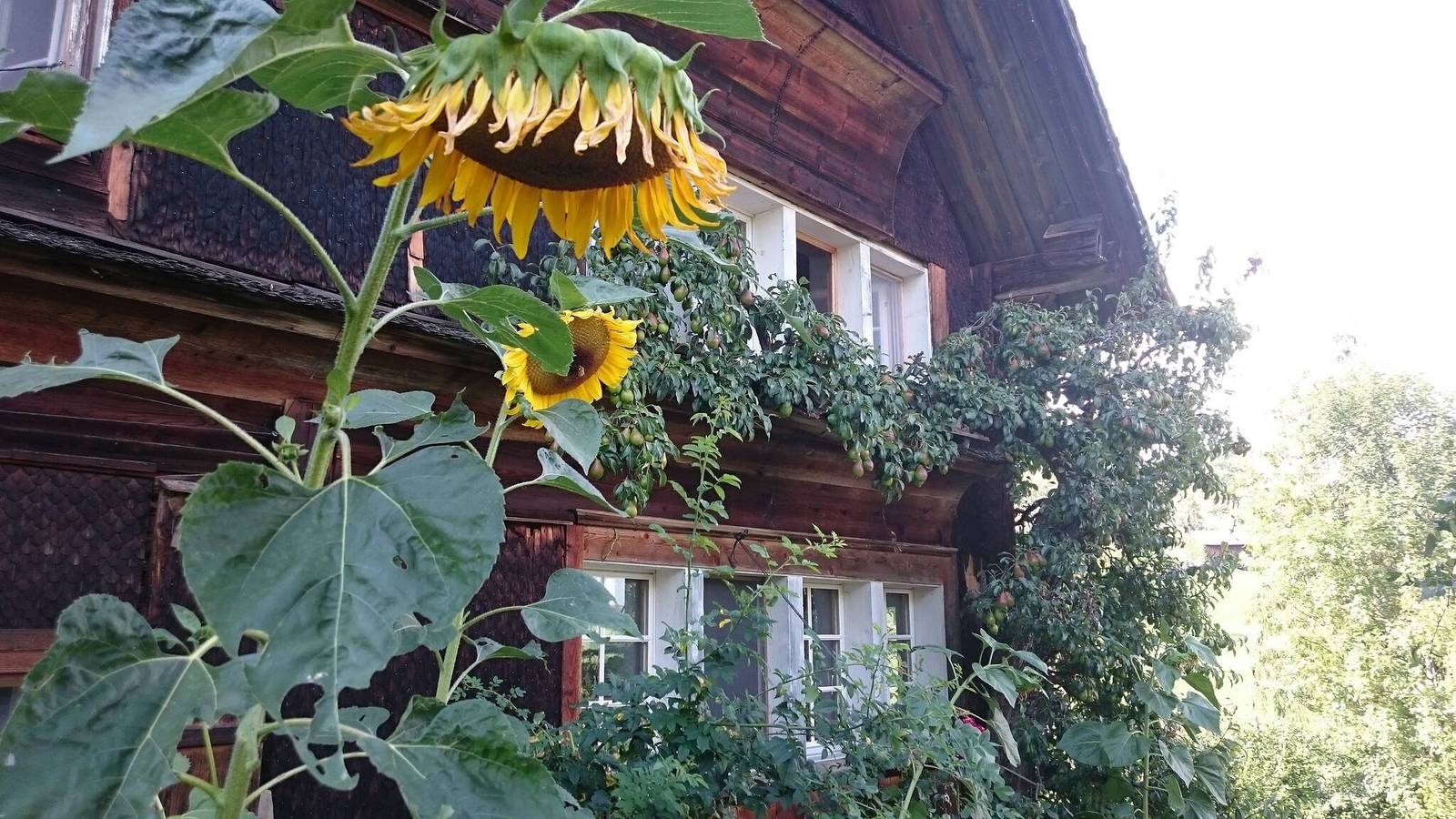 Elefantenhaus am Waldrand, eigenes Quellwasser in Brunnadern, Neckertal