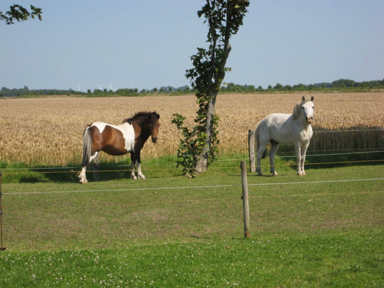 Bue - Hof Hargens - 01 Eg 3-Raum in Büsum, Dithmarschen