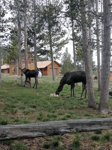 Log Cabin for 10 Guests in Absaroka Range, Fremont County (WY), Picture 1