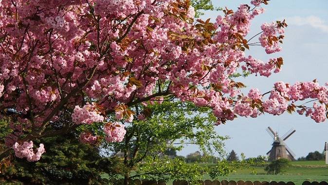 Ferienwohnung für 2 Personen, mit Garten auf Amrum - 4
