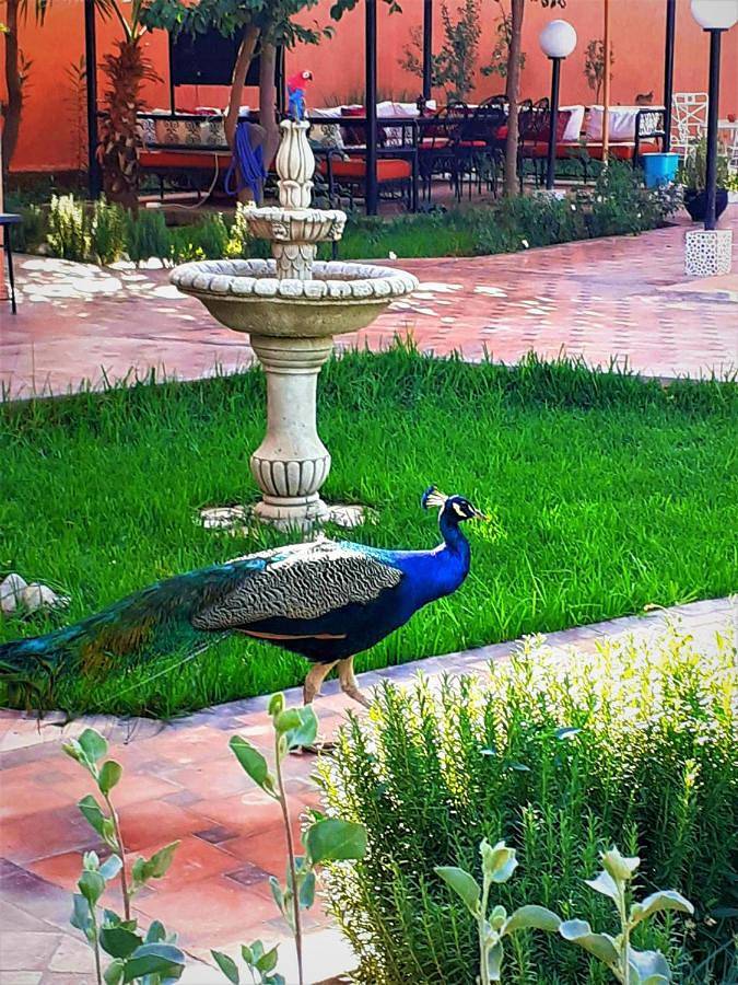 Maison d’hôte pour 2 personnes, avec jardin et piscine ainsi que vue et terrasse, animaux acceptés dans Sidi Youssef Ben Ali - 3