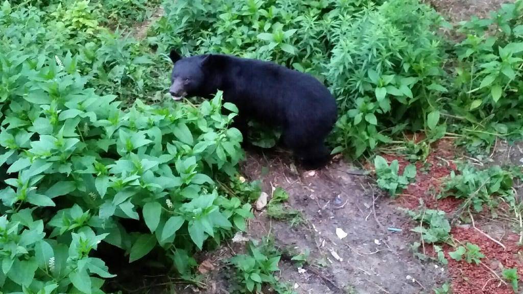 Ganze Wohnung, Umgestaltet, um wie eine Berghütte auszusehen! in Gatlinburg, Sevier County